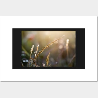 Sunset in a warm summer meadow Posters and Art